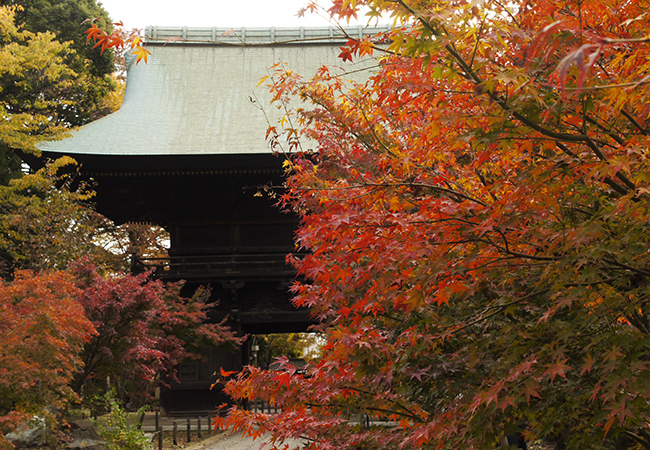 Cherry Blossoms and Autumn Foliage