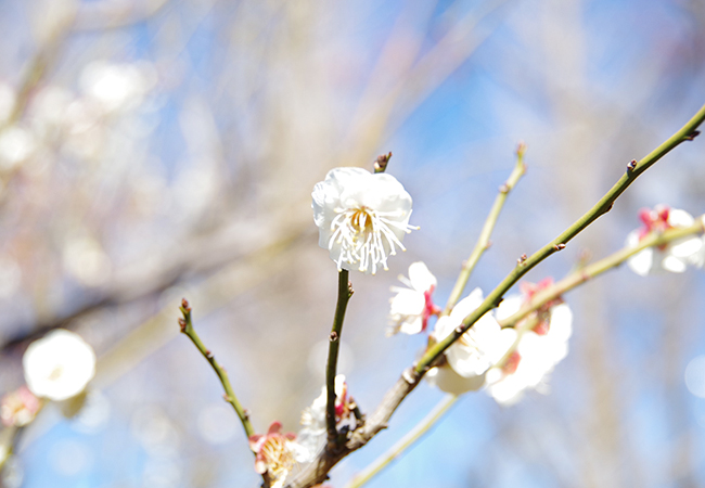 Setagaya Plum Blossom Festival