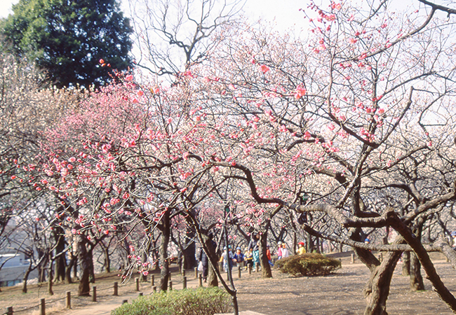 Setagaya Plum Blossom Festival